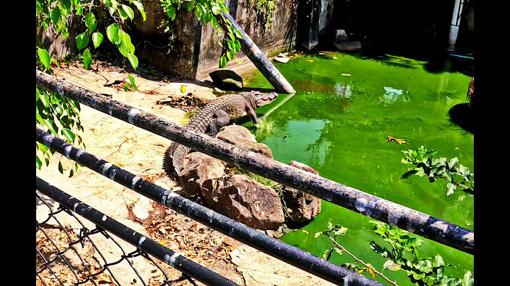 Kebun Binatang Phuket yang Terbengkalai PENUH DENGAN BUAYA, DAN HARIMAU, Ditinggalkan dalam Keadaan Mati, Kebun Binatang Phuket Bagian 2