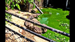 Abandoned Phuket Zoo FULL OF ALLIGATORS, And A TIGER, Left For Dead, The Phuket Zoo Part 2