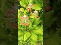 Candelabra primrose #gardening
