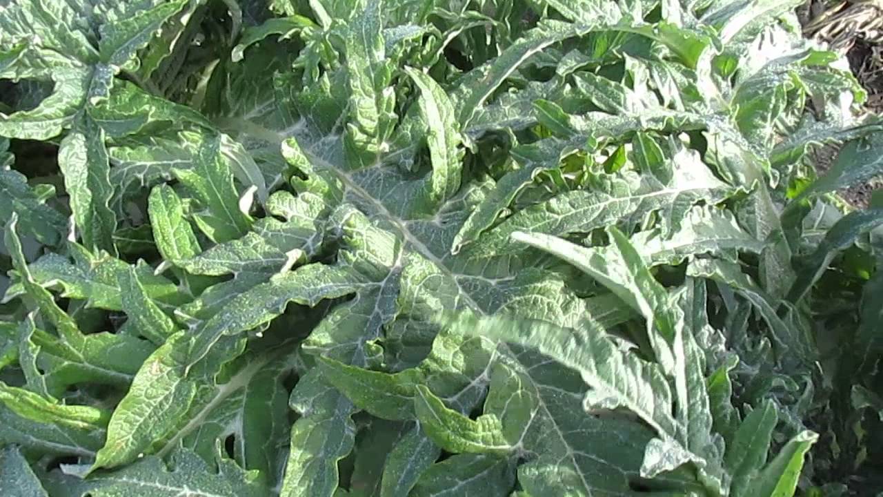 How to grow artichokes YouTube