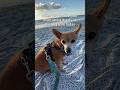 🐶 no problemo broski #dogmom #dogmomlife #dogsoftiktok #dog #chihuahuastiktok