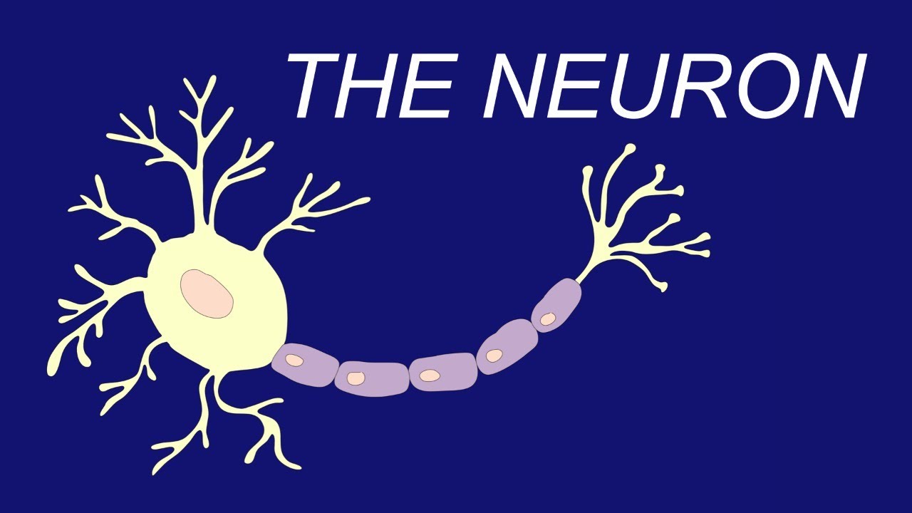 Painting with a Scientist: The Neuron - YouTube