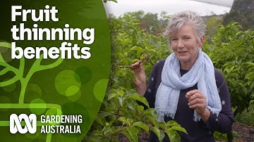 How to thin out your fruit trees to get big yearly crops | Gardening Hacks | Gardening Australia