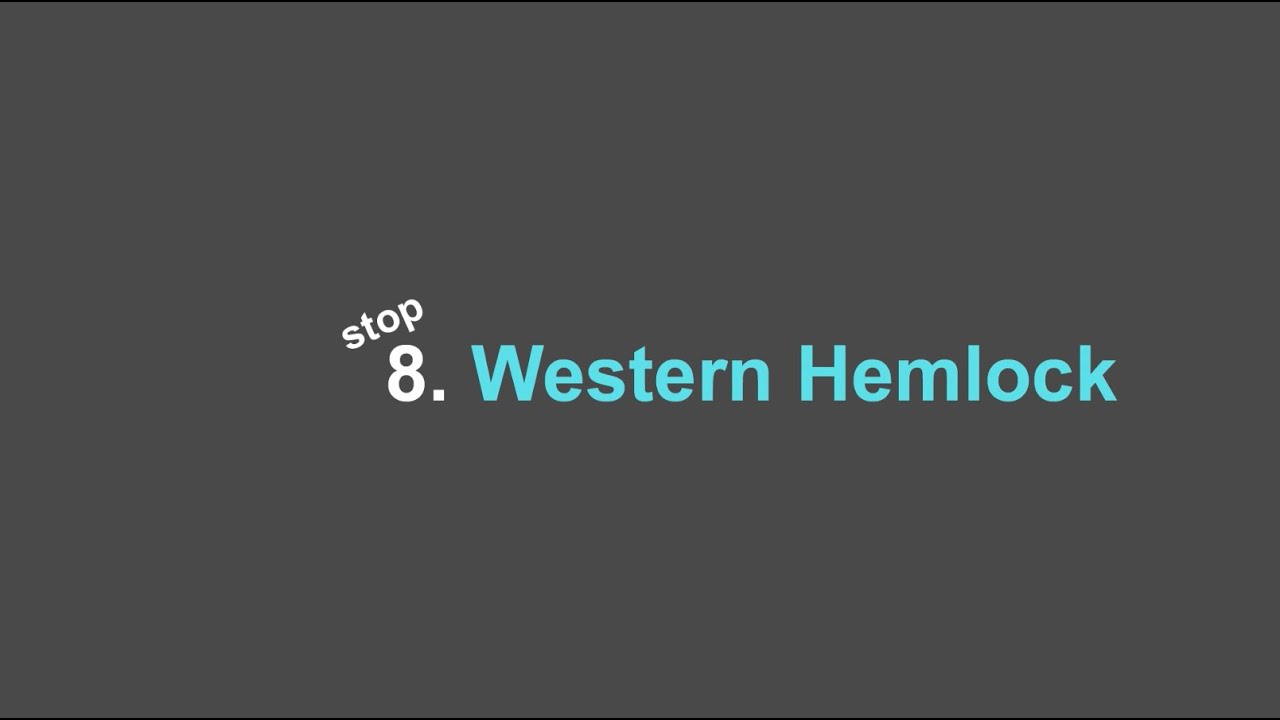 Stop 8: Nature Walking Tour Whistler Museum - Western Hemlock 