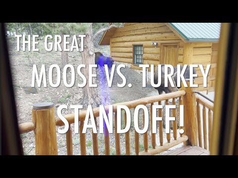 David Wilcock Hangout: The Great Moose Vs. Turkey Standoff (3:33)
