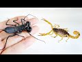 鞭蠍 VS 毒蠍子！Whip Scorpion VS Venomous Scorpion