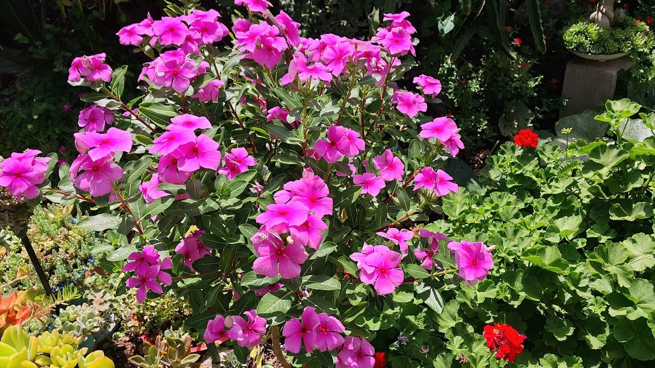 Se você fizer isso, sua VINCA vai ficar linda e florescer o ano inteiro. 