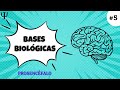 Psicología #5 - 🤔Bases Biológicas del Comportamiento - Prosencéfalo