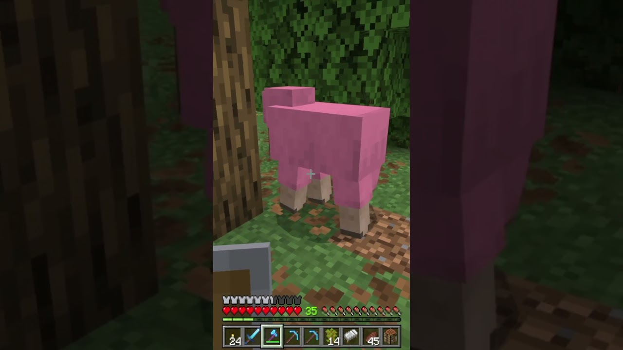 Season 25 26 E8 Short Sheep