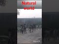 Natural world 卐
