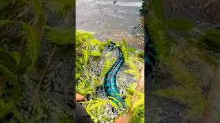 Ikan Toman Biru  shorts