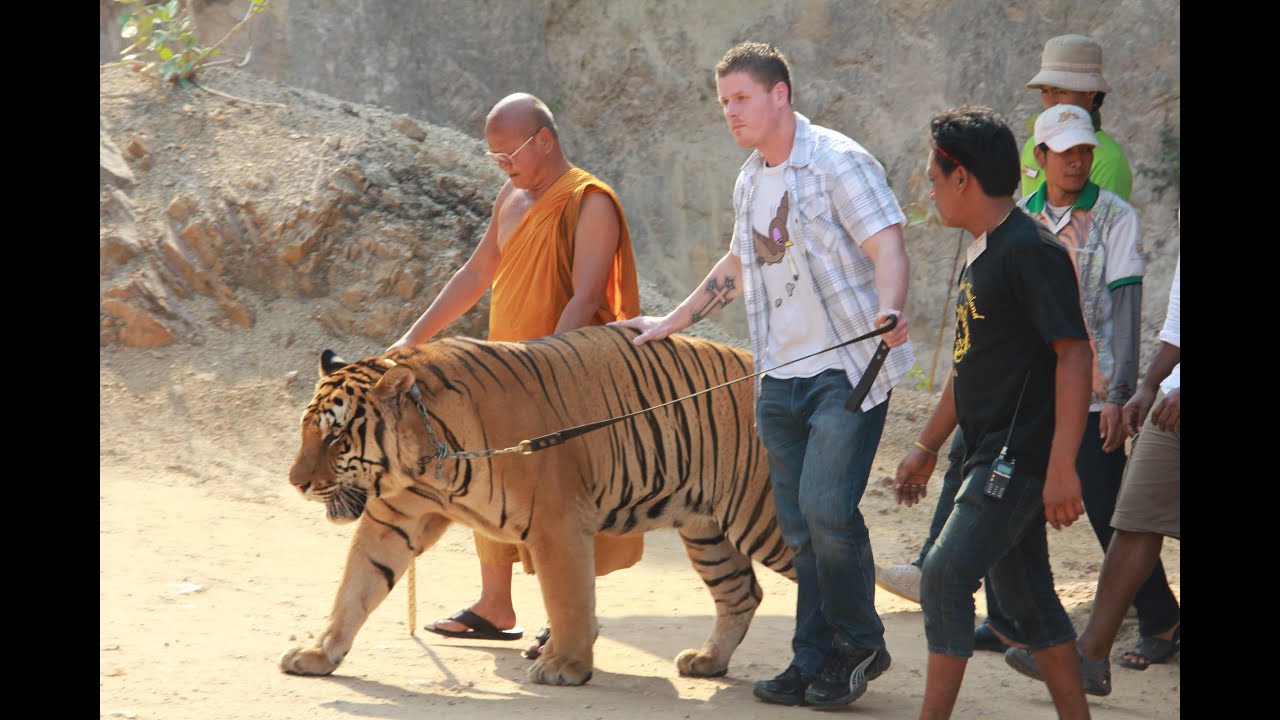 Tiger temple храм тигра игровой автомат ставок