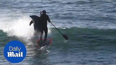 Dolphin takes out paddle boarder in hilarious fashion - Daily Mail