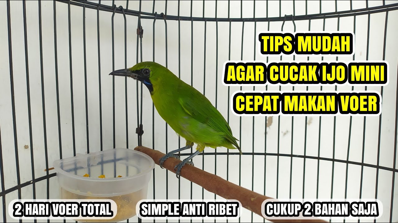 CARA MELATIH CUCAK IJO MINI MAKAN VOER !!!