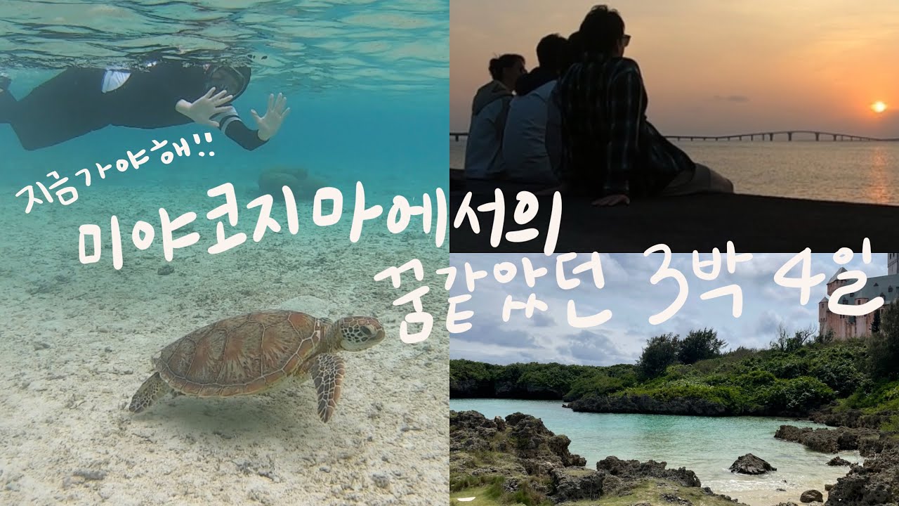 말도 안되게 환상적이었던 미야코지마🌴 | 거북이랑 니모랑 도리랑 가오리랑 | 야비지투어 | 미야코블루 |