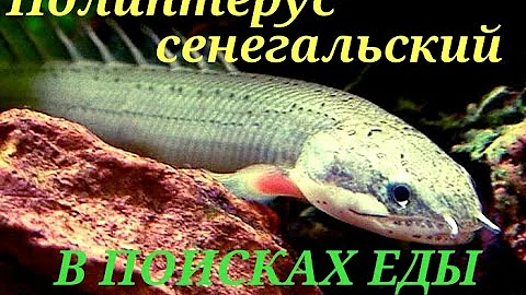 Аквариумные рыбки.Полиптерус в поисках еды.