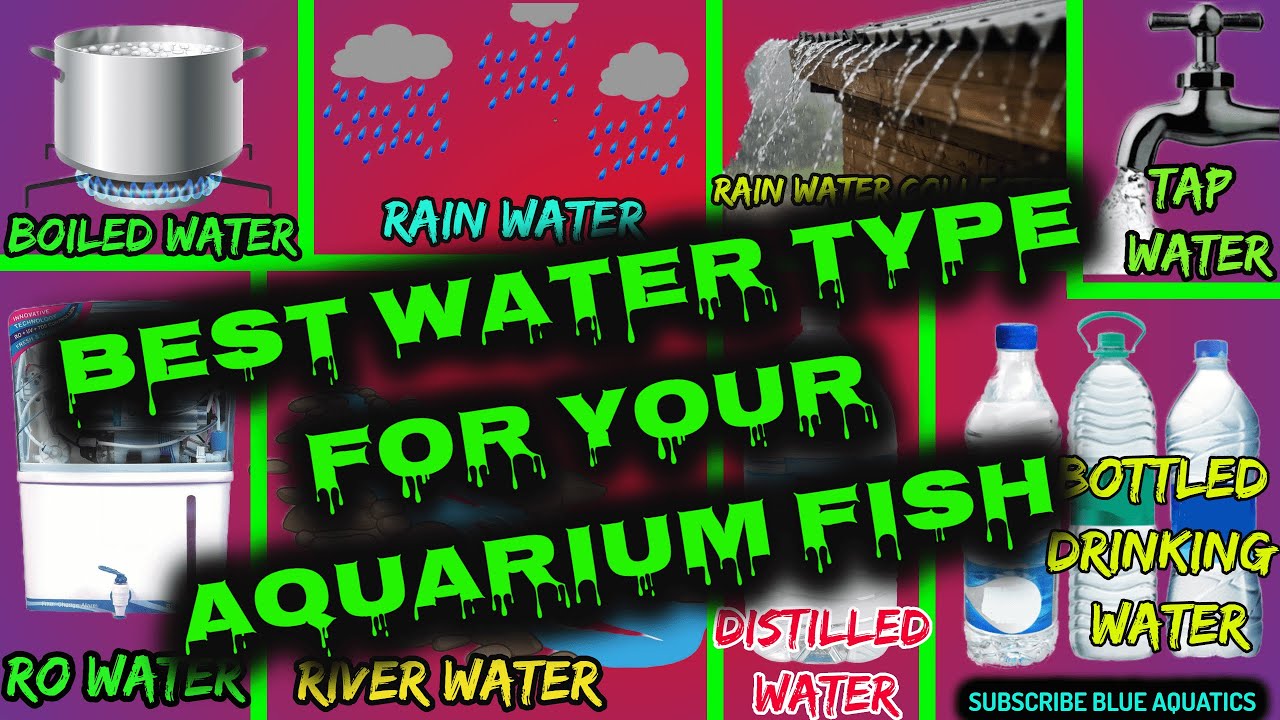 Best Water for Aquarium Fish Best water for Flowerhorn Fish YouTube
