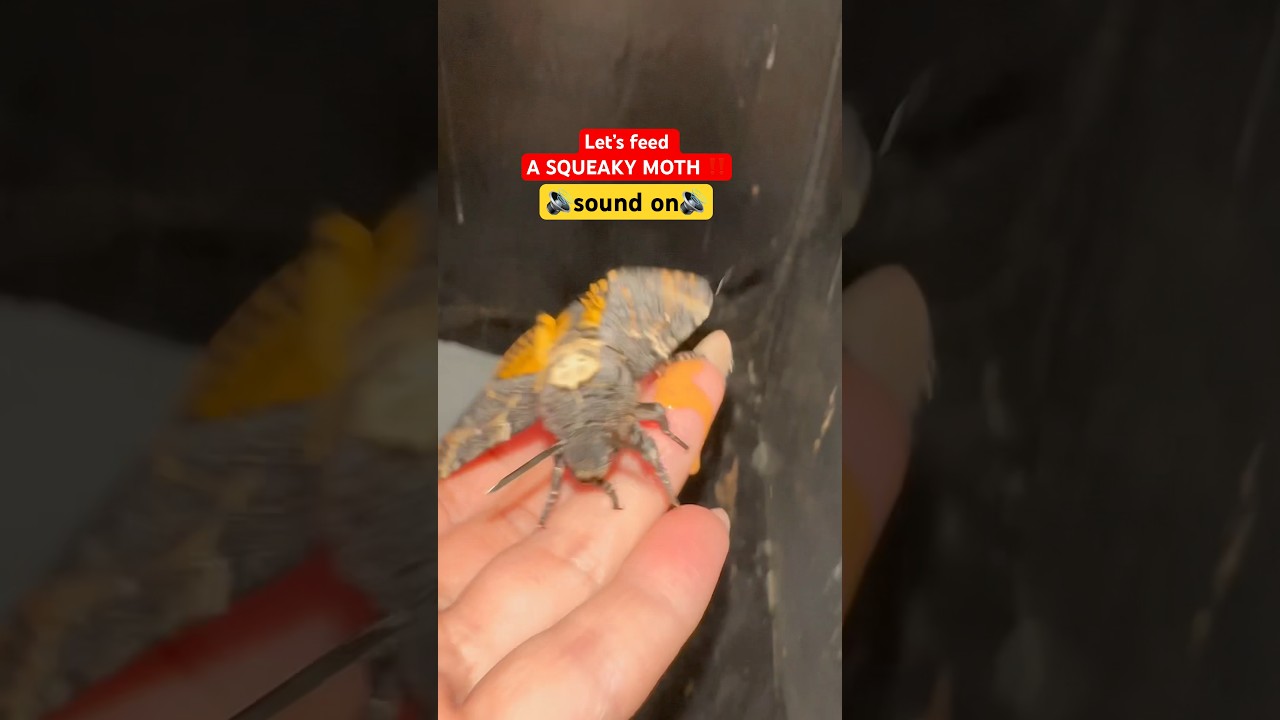 Feeding a SQUEAKY MOTH 🔊 