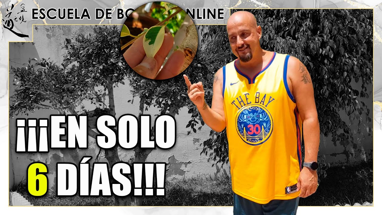 Árbol Frankenstein – SÓLO 6 DÍAS desde los injertos!