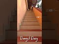 Danny and daicy || Dog love😍😍 #Labrador 😍😍
