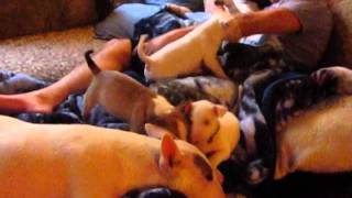 Luvabullz Bull Terrier Pups 6 Weeks Old