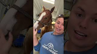 Good and bad news😐🐴