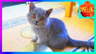 Что делает кот Шерлок на кухне Смешные животные🐱🐈 Что делает кот Шерлок на кухне Смешные животные🐱🐈