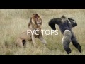WOW Top 10 Craziest Animal Attacks Lion Big Baboon Jaguar Buffalo Snake WOW Top 10 Craziest Animal Attacks Lion Big Baboon Jaguar Buffalo Snake