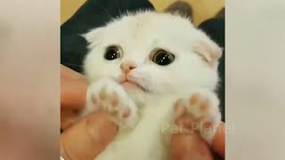 Funny Cats Compilation 😻😻 Best Funny Cat Videos 2018 by Pet Planet 89 views 5 years ago 5 minutes, 40 seconds