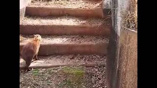 【大牟田市動物園 カピバラ】カピバラのホップ・ステップ・ジャーンプ！