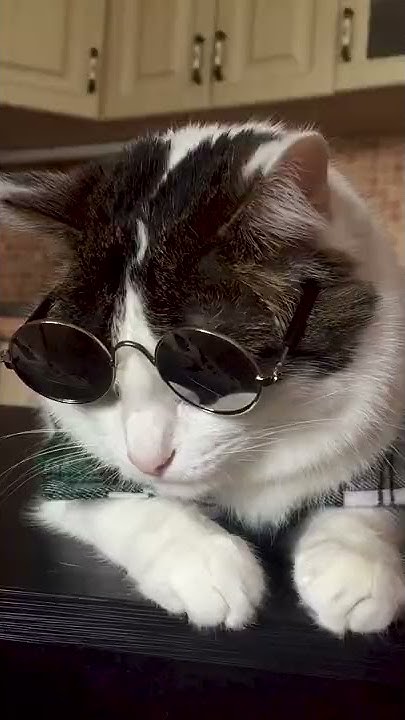 Кот и Очки :3 #shorts - YouTube