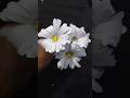 how to make daisy flowers 🪻🌺 diy flowers 💐 😍 #subscribe #diy #daisy