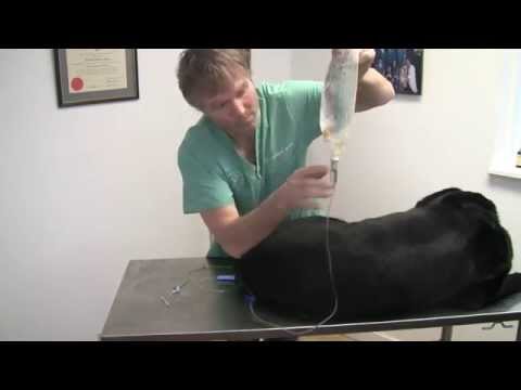 Video: Lactated Ringer's Injection - Pet, Dog And Cat Medication And Prescription List