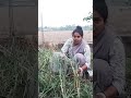 लहसून की खेती 🧄 #subscribe #like #support #vlog #dailyvlog