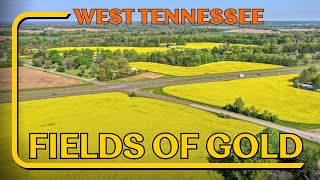 What's growing in these Fields of Gold in West Tennessee?