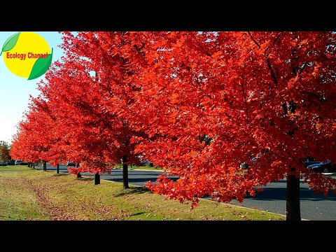 Video: Arce plateado: altura y tronco del árbol. ¿Cuál es el nombre de la fruta del arce?