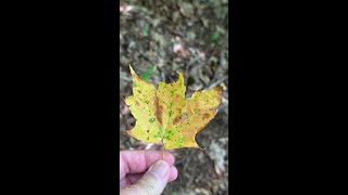 Fall Foliage report for 12 August 2025