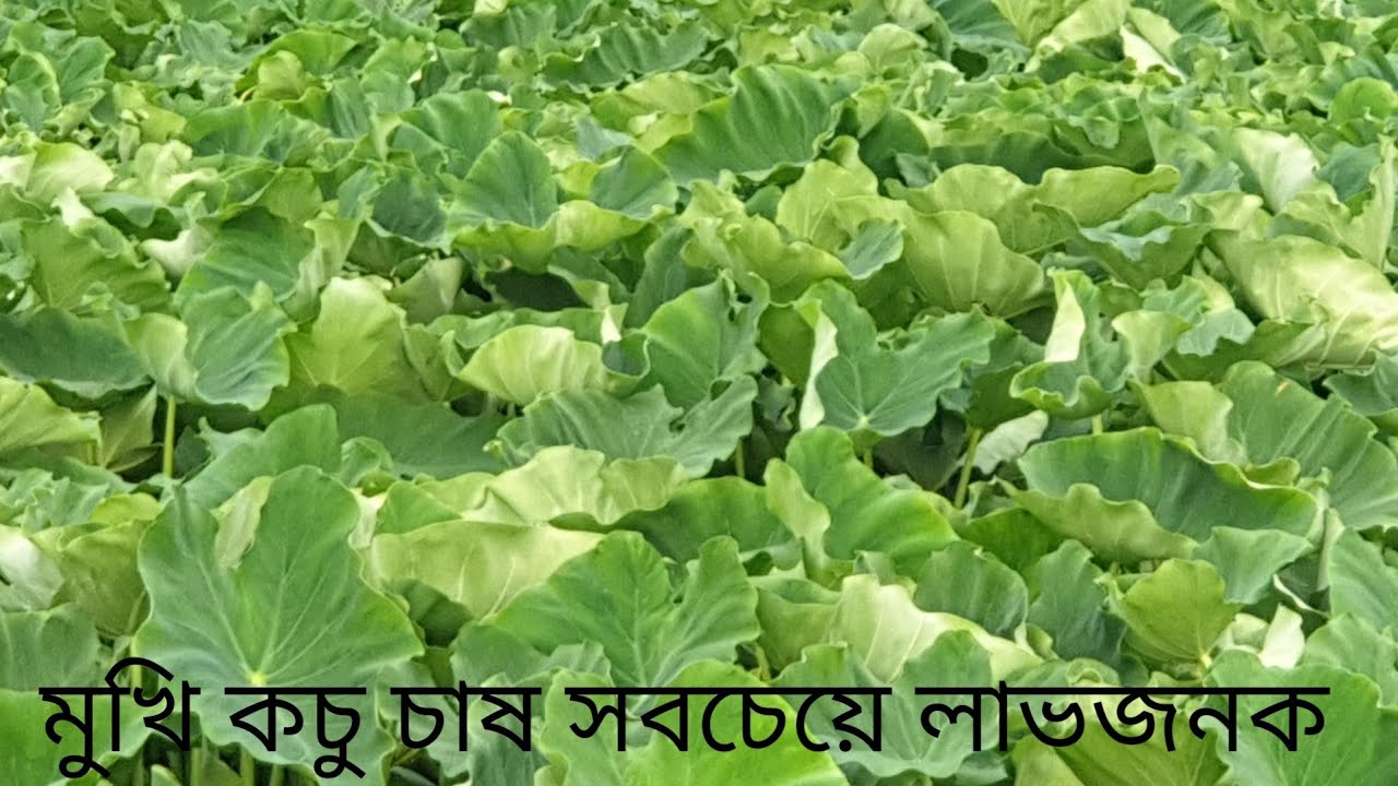 Kachu Infection মুখি কচু চাষ করে অধিক লাভবান কৃষক / Mukhi is the most profitable farmer ...