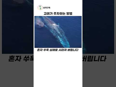 고래가 새끼를 맡기는곳 #해양동물 thumbnail