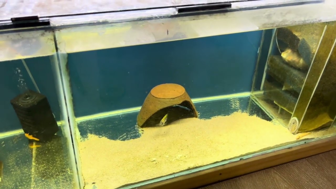 UZUN ARADAN SONRA GÜNCEL AKVARYUM DURUMLARI