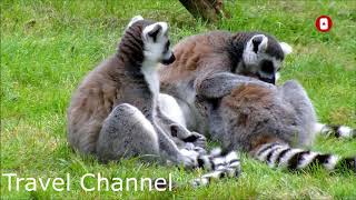 Lemur  Ring Tailed Lemur  Lemur Sounds   Cute baby Lemur  Lemur Madagascar