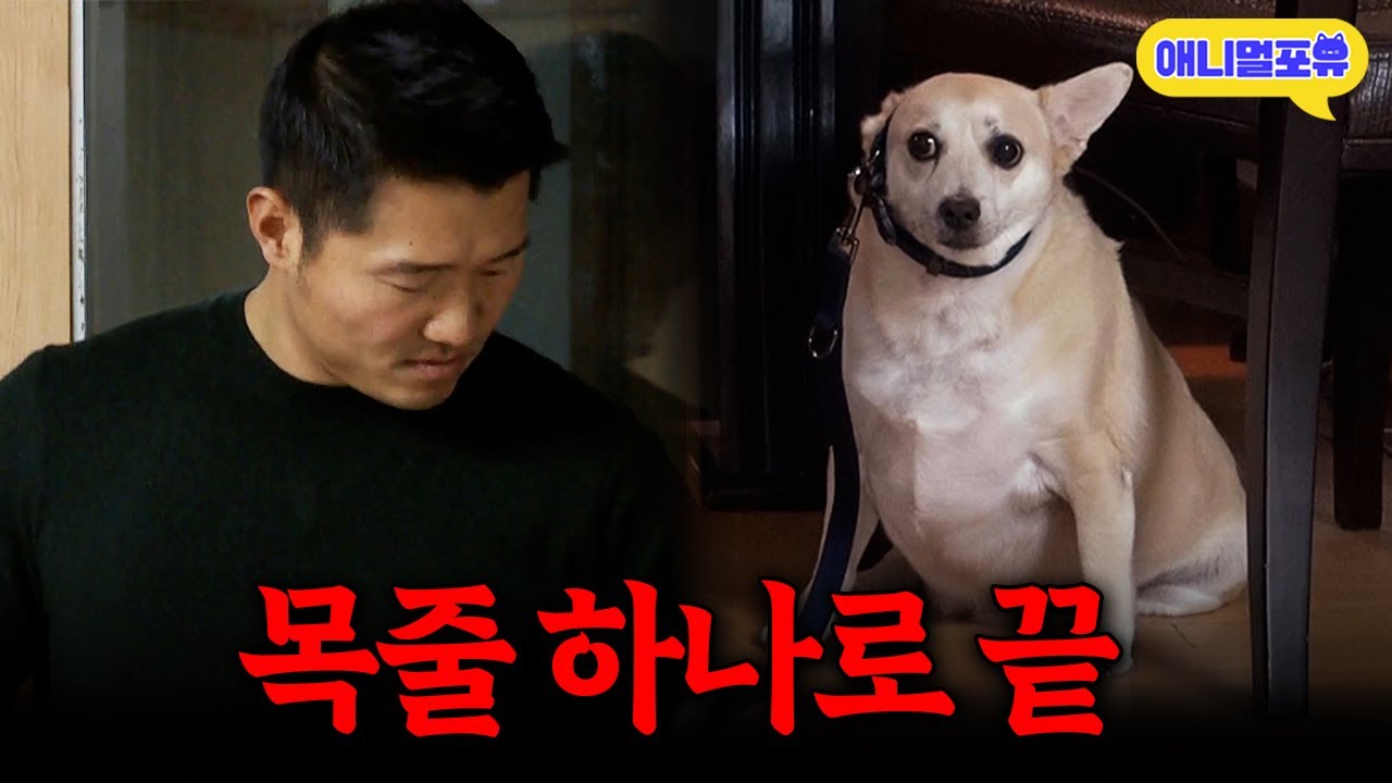 [레전드 풀버전] 강형욱도 당황한 초예민견, 과연 솔루션 가능할까?ㅣKBS 개는 훌륭하다 200120 방송