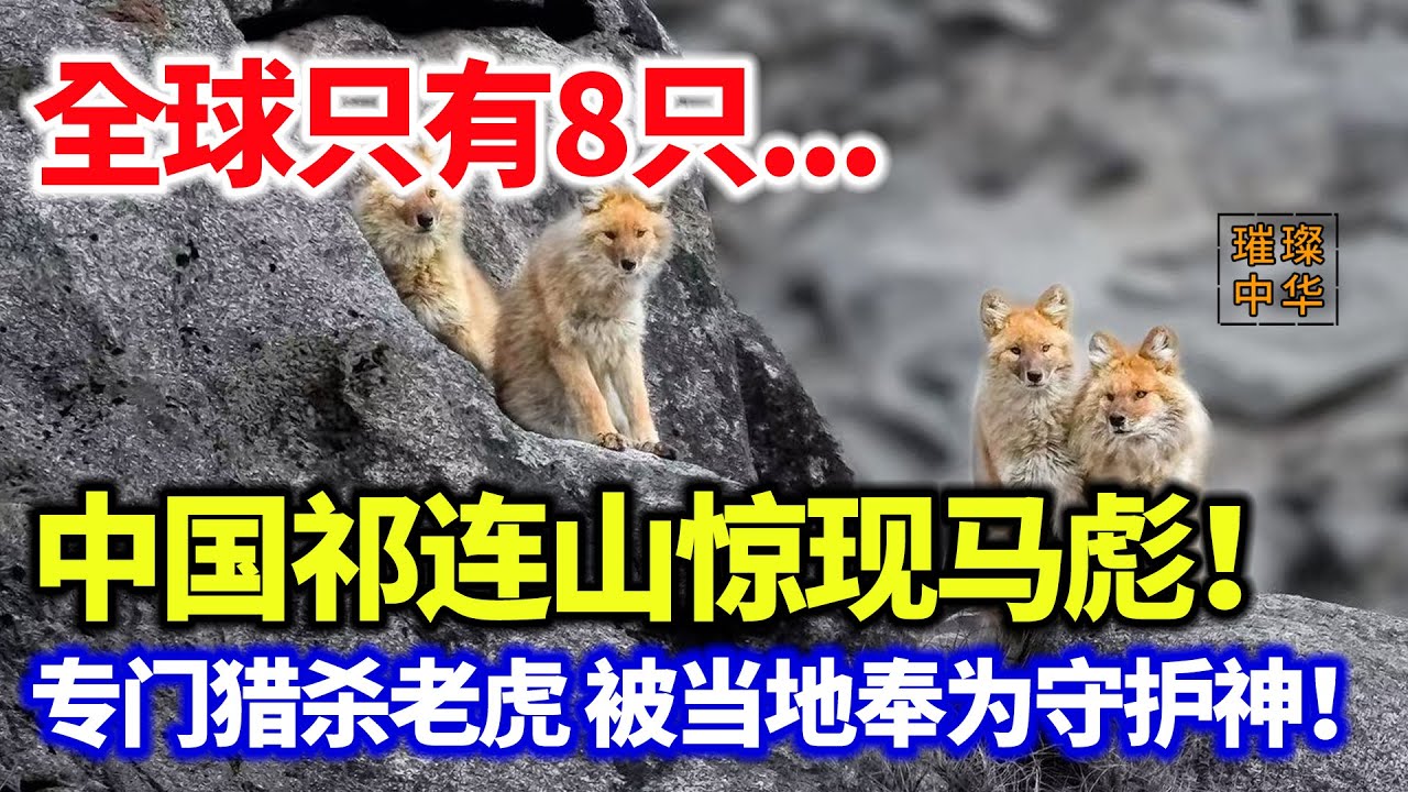 全球只有8只...中国祁连山惊现马彪！敢和老虎叫板 被当地奉为守护神！#璀璨中华 #中国新闻 #最新消息 #奇闻异事 #猛兽 #中国智慧