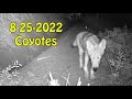 8 25 2022 Coyotes