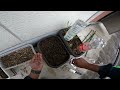 My Garden Died While I Was Away... Starting Over From Scratch! | Reviving garden | the Wingman