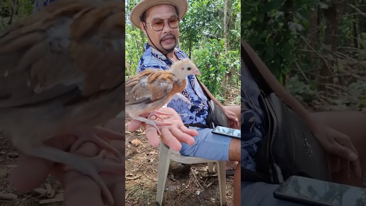 Our Selection and Culling Process of 1 Month Old 