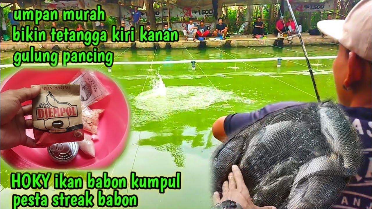 Racikan umpan ikan mas, jempol amis special, pesta streak babon 👍