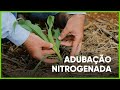 ADUBAÇÃO NITROGENADA - PROGRAMA #07 - AGRO EM FOCO TV DIGITAL - 25/03/21