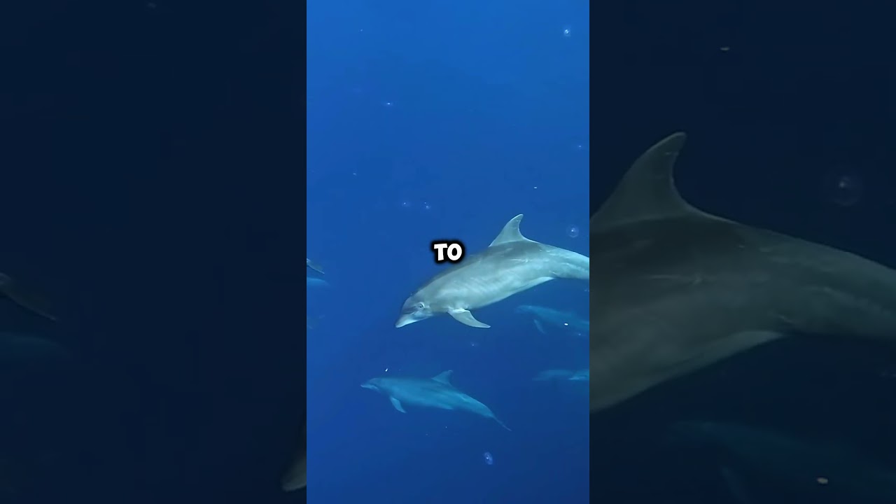 How Does Echolocation Actually Work