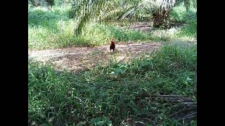 Pikat Ayam Hutan..By GARAU..BERLAGA XKENA RACIK screenshot 5